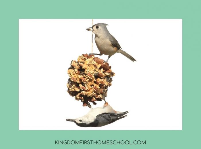 7 super fun and easy Thanksgiving Crafts for Kids - Pinecone bird feeder 
