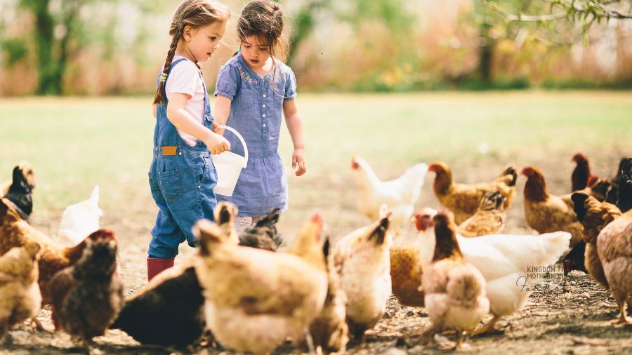 Kids feeding backyard chickens