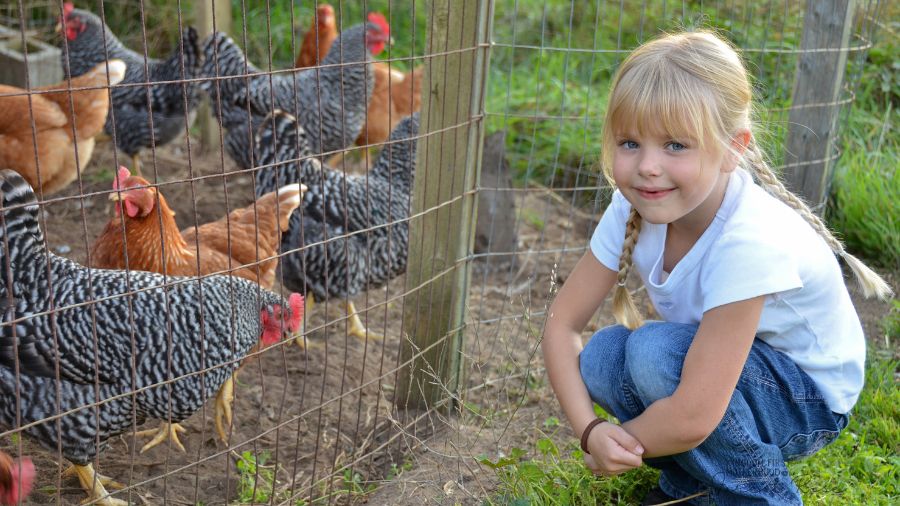 happy little girl checking out a chicken coup